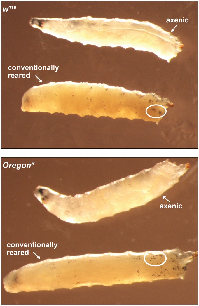 Figure 5—figure supplement 1.