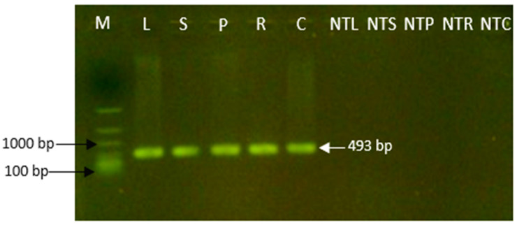 Figure 14