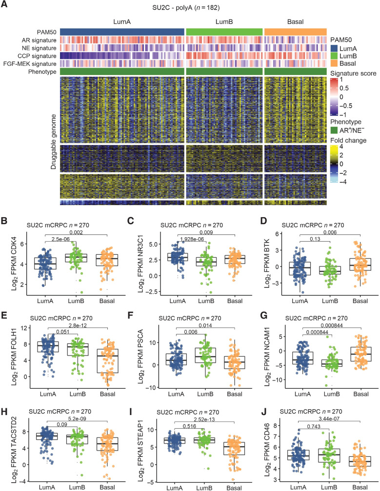 Figure 4. PAM50-associated druggable targets in mCRPC. A, Heatmap of transcripts encoding putative druggable targets partitioned by PAM50 subtypes in AR+/NE− mCRPC colored according to mean-centered log2 FPKM values. Molecular signature scores and phenotypes shown at the top of plot and colored according to legends at the right side. B–D, PAM50-associated differential expression of small-molecule drug targets CDK4, NR3C1/GR, and BTK. E–J, PAM50-associated differential expression of cell surface proteins as targets for immune based therapeutics, including chimeric antigen receptor (CAR) T cells and antibody–drug conjugates (ADC). B–J, Groups compared by Wilcoxon-rank tests with BH-adjusted P values shown on plots.