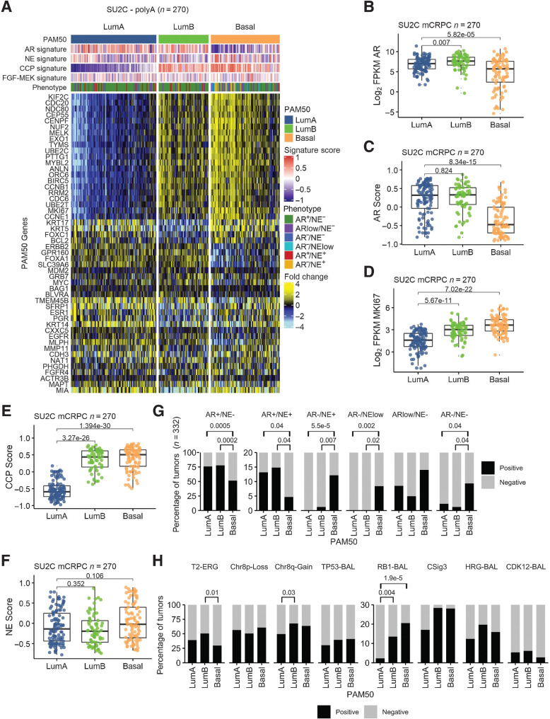 Figure 1. PAM50 classification of metastatic prostate cancer associates with AR activity, proliferation, and genotype. A, PAM50 classification partitions mCRPC tumors from the SU2C cohort into LumA, LumB, and Basal subtypes. Fold difference scale reflects mean-centered log2 FPKM values from RNAseq. Molecular signature scores and phenotypes shown at the top of plot and colored according to legends at the right side. PAM50 subtypes associate with (B) AR expression and (C) activity and measures of proliferation determined by (D) MKI67 expression and (E) cell-cycle progression (CCP) score. F and G, mCRPCs with neuroendocrine (NE) characteristics are predominantly classified into the PAM50 Basal subtype whereas the common AR active/NE negative mCRPCs are subclassified into LumA, LumB, and Basal subtypes. H, PAM50 subtypes are not associated with common genomic alterations observed in mCRPC except for RB1 loss that is enriched in the PAM50 Basal subtype compared with LumA (P = 1.9e−5) and LumB (P = 0.004), TMPRSS2–ERG fusion event enrichment in LumB compared with Basal (P = 0.013), and Chr8q-gain in LumB compared with LumA tumors (P = 0.03). T2–ERG, TMPRSS2–ERG fusion; RB1-BAL, bi-allelic loss of RB1; TP53-BAL, bi-allelic loss of TP53; CSig3, COSMIC mutational “Signature 3”; HRG-BAL, bi-allelic loss of core homology directed DNA repair genes; CDK12-BAL, bi-allelic loss of CDK12. B–E, and F, Groups compared by Wilcoxon-rank tests with BH adjusted P values shown on plots. G and H, Proportions of groups compared by pairwise Fisher's exact tests with BH-adjusted P values shown on plots. Tumors with PAM50, phenotype, and TMPRSS2–ERG fusion assessment (n = 332). Tumors with PAM50 and genomic assessments (n = 317).