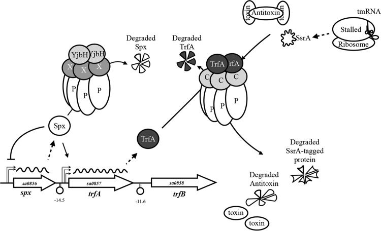 FIG 8