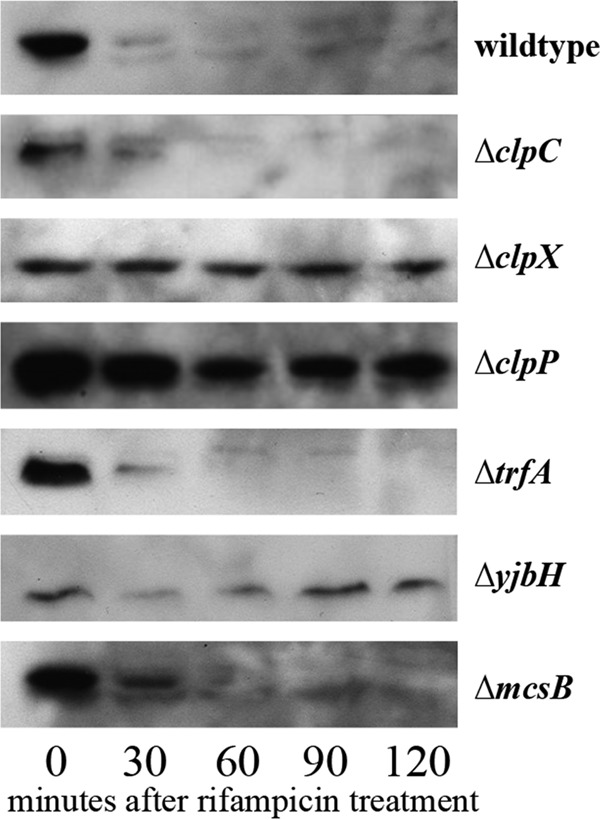 FIG 6