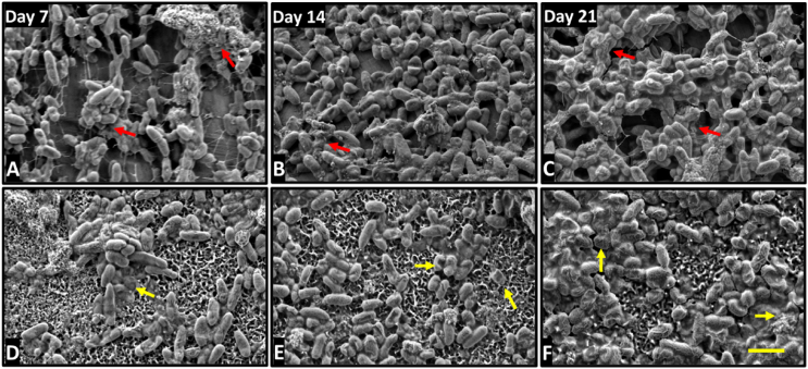 Fig. 10