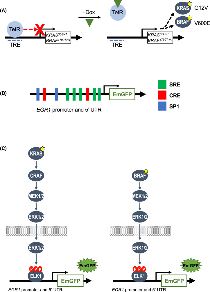 Figure 1.