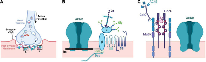 FIGURE 3