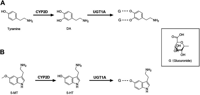 FIGURE 1