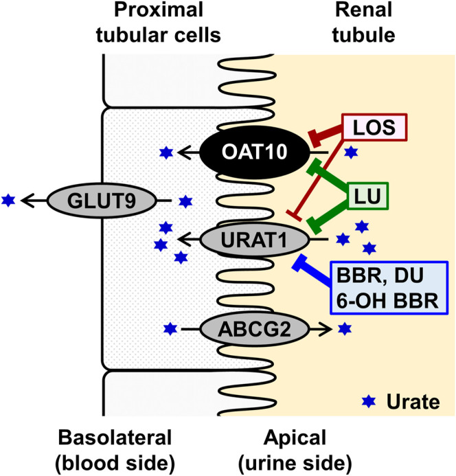 FIGURE 6