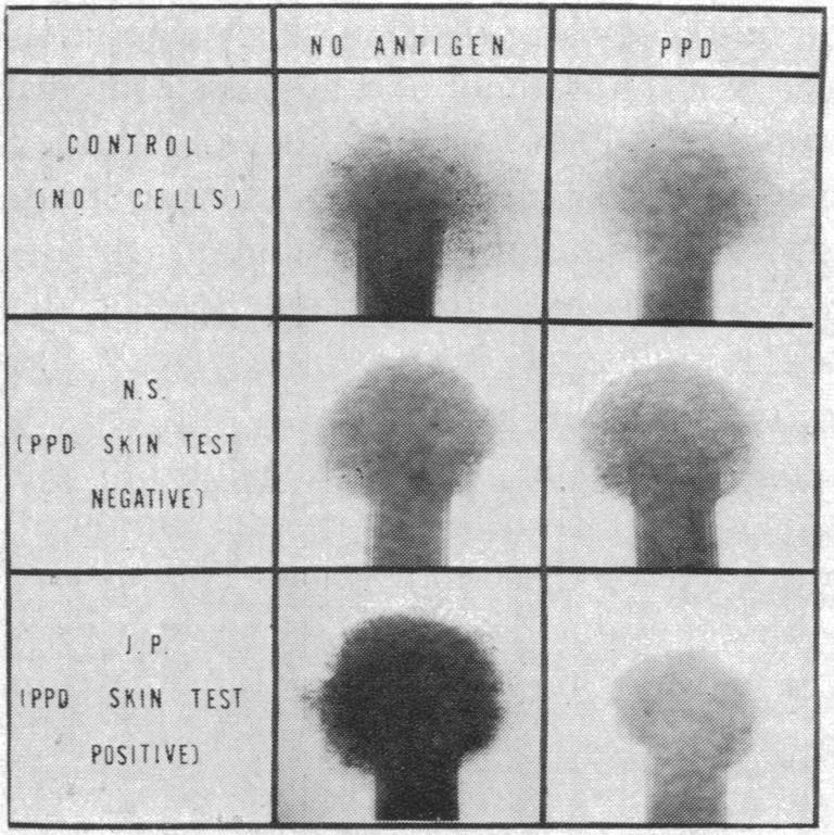 graphic file with name pnas00100-0351-a.jpg