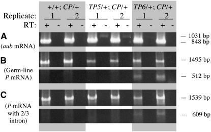 Figure 4.—