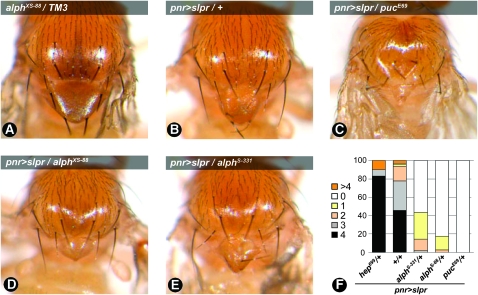 Figure 3.—