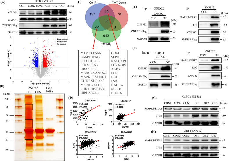 ZNF582 overexpression restrains the progression of clear cell renal ...