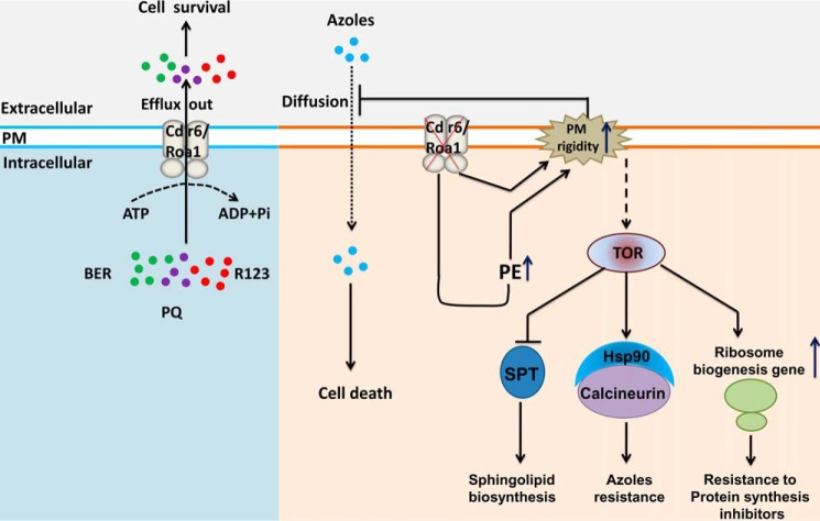 Figure 10.