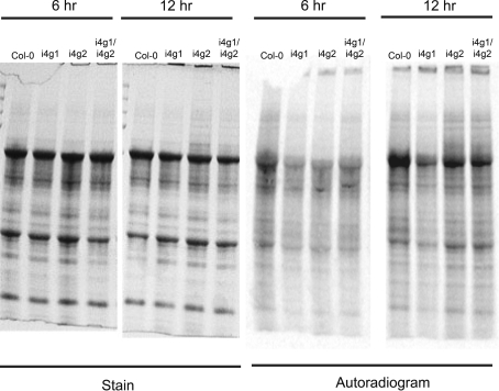 Fig. 7