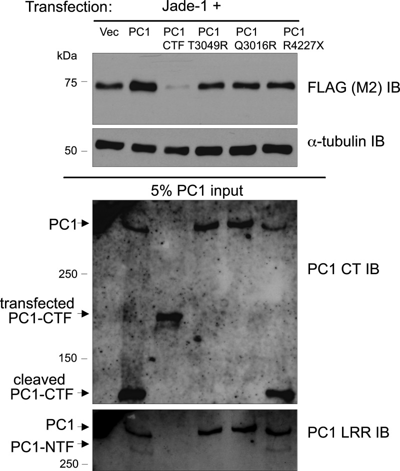 Figure 5.