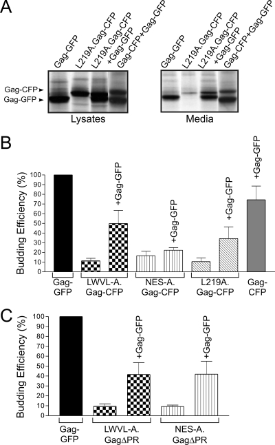 FIG. 4.