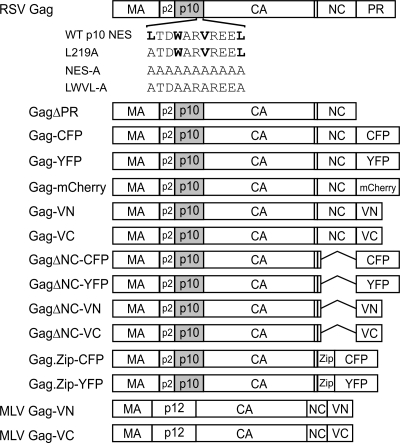 FIG. 1.