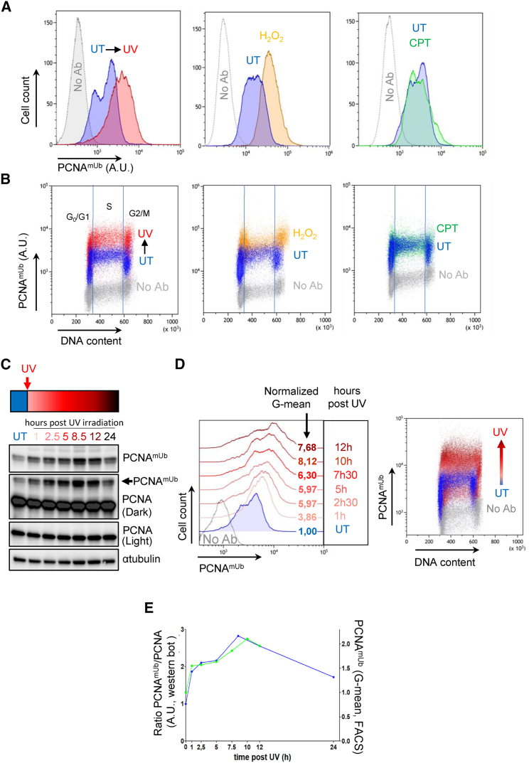 Figure 1