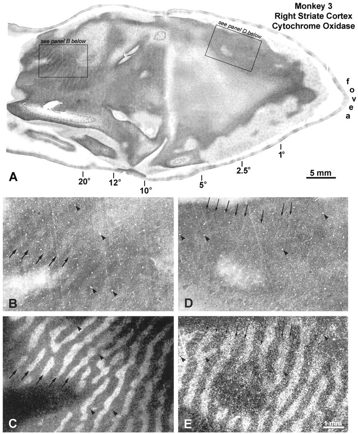 Fig. 9.