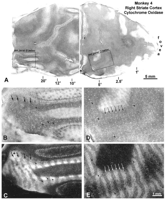 Fig. 11.