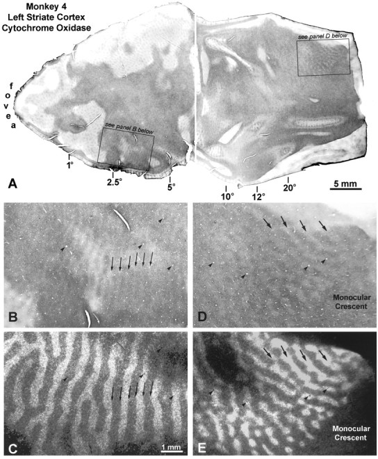 Fig. 10.