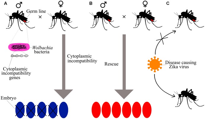 FIGURE 4