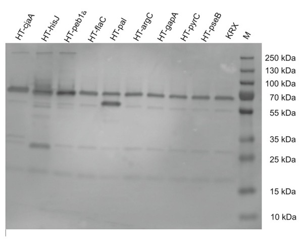 Figure 10