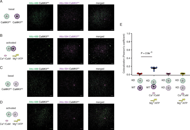 Figure 6—figure supplement 2.