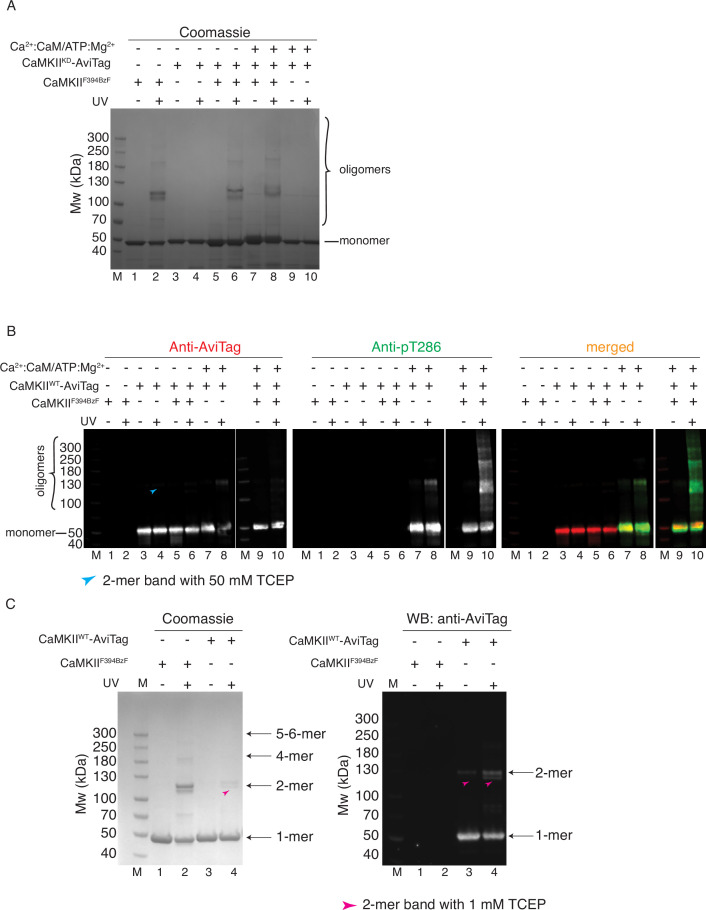 Figure 3—figure supplement 1.