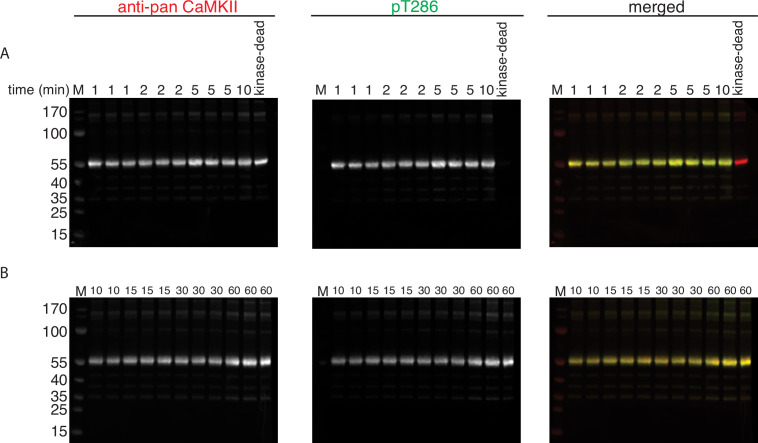 Figure 1—figure supplement 7.