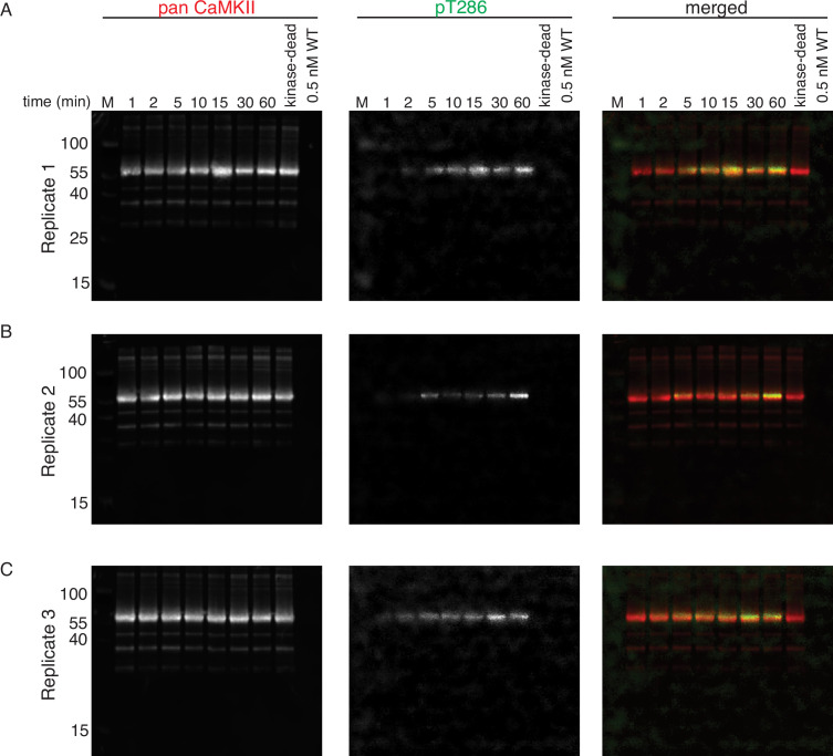 Figure 1—figure supplement 4.