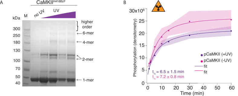 Figure 2—figure supplement 2.