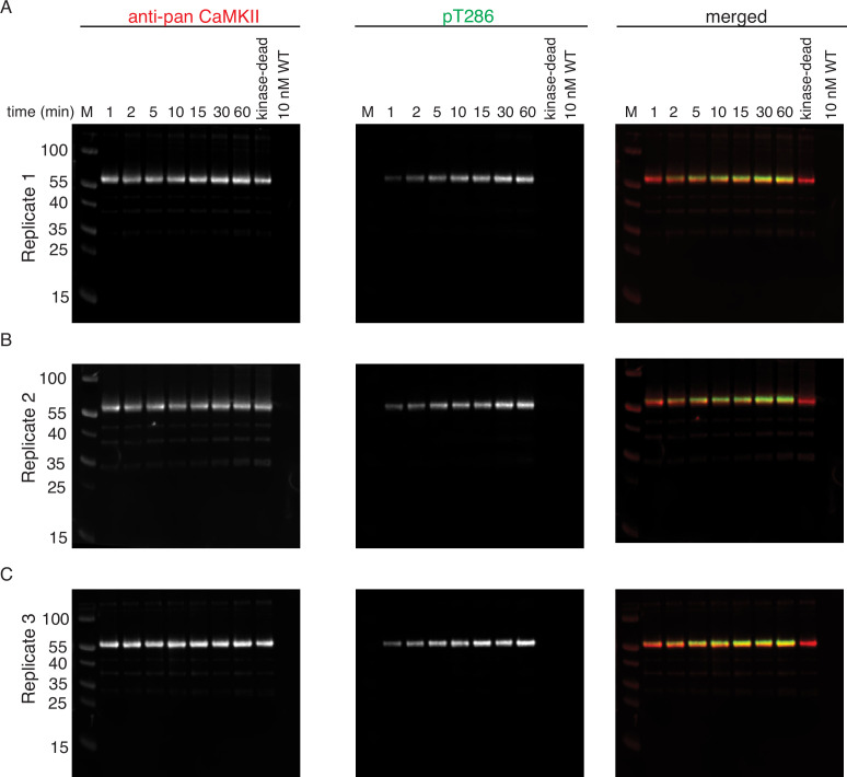 Figure 1—figure supplement 6.