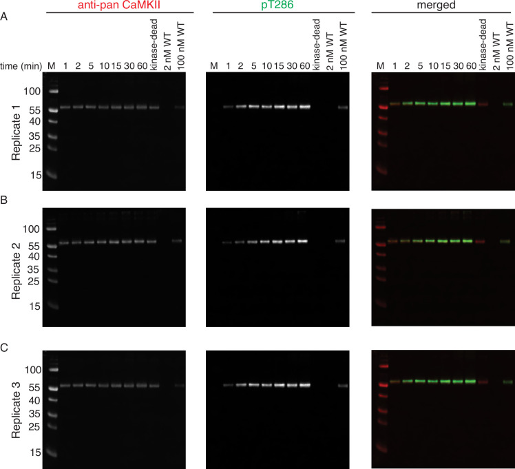 Figure 1—figure supplement 5.