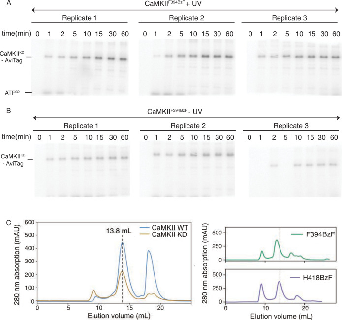 Figure 2—figure supplement 1.