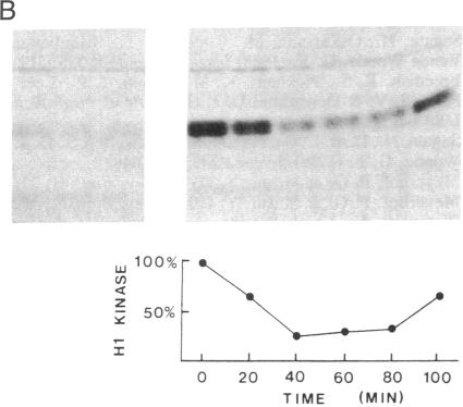 graphic file with name pnas01063-0328-b.jpg