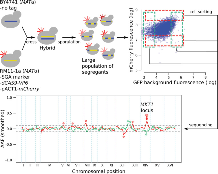 Figure 4—figure supplement 2.