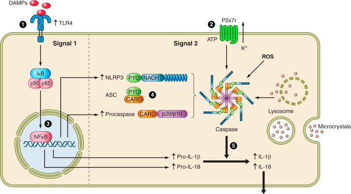 FIGURE 1.