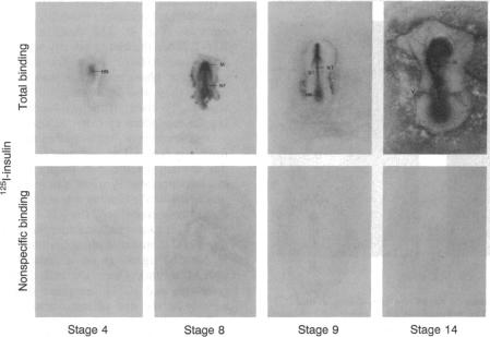 graphic file with name pnas00282-0207-a.jpg