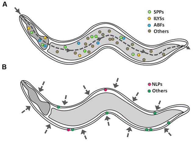 FIGURE 3