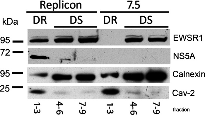 Fig 5