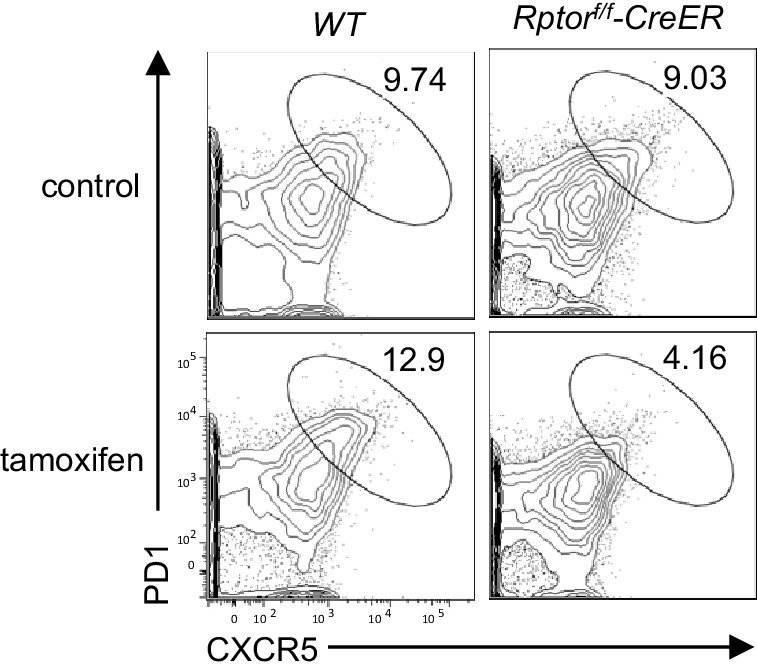 Figure 2—figure supplement 1.