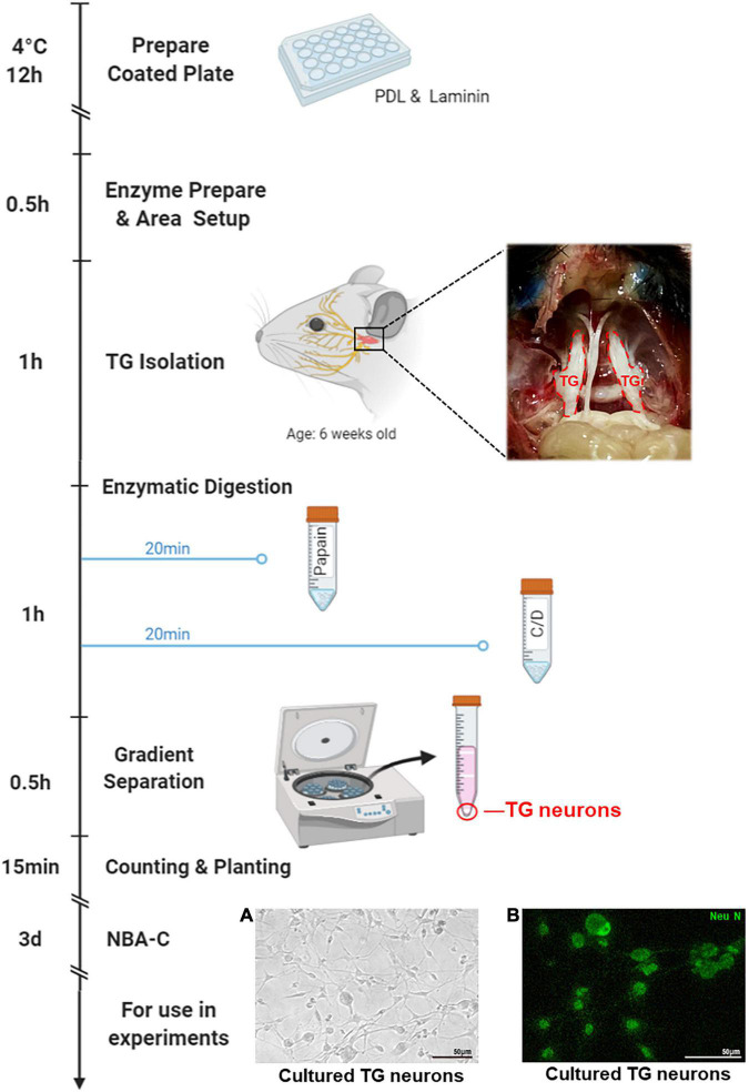 FIGURE 1