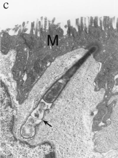 FIG. 2.