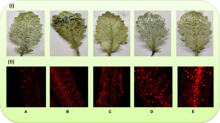 FIGURE 4