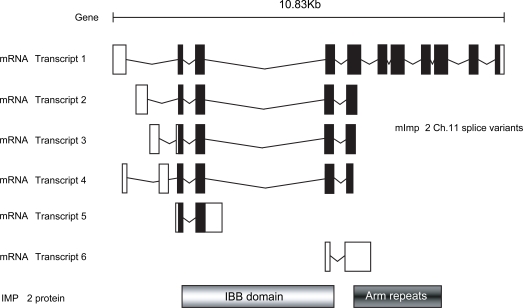 Fig. (2).