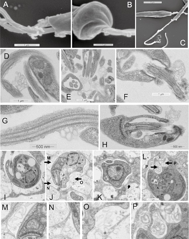 Fig. 8