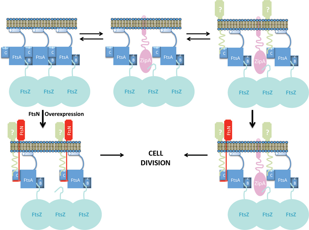 Figure 11