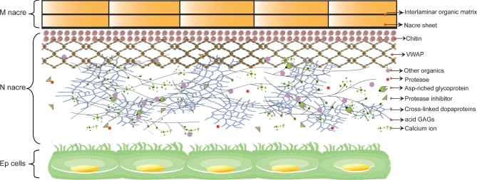 Figure 5: