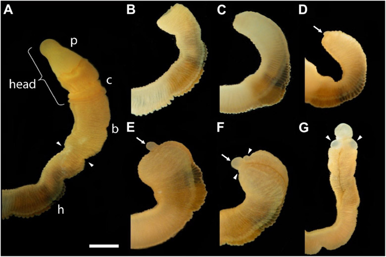 FIGURE 1 ∣