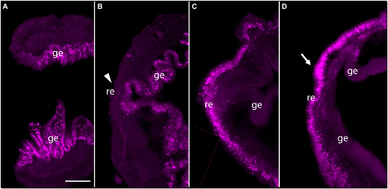 FIGURE 3 ∣